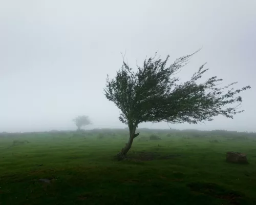 Strong winds blow a lone tree standing against a background of dense fog.